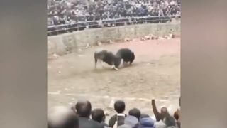 This Sheep Killed a Cow