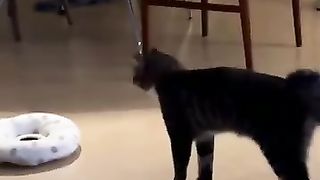 Что снится котам и собакам_