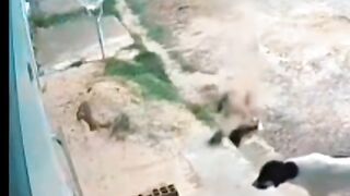 The cat has dealt with a pack of dogs