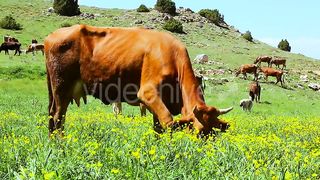 Inside the World of Cattle Farming: Nurturing Livestock for Sustainable Agriculture
