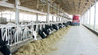 Nourishing Our Herd: A Day in the Life of Cows Being Fed on a Dairy Farm