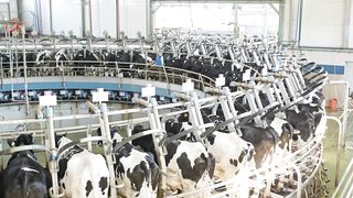 Efficiency in Action: Inside a Rotary Milking Parlor with Happy Farm Cows