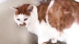 Secret Places To Pet Your Cat!