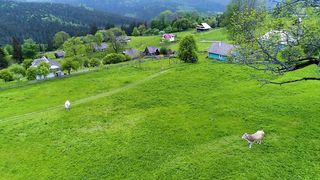 Graceful Grazing: A Serene Aerial View of Cows in a Verdant Farm Field