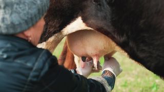 Traditional Wisdom: A Mature Woman's Gentle Touch in Milking a Cow