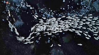 Majestic Grazers: A Mesmerizing Glimpse into a Herd of Sheep