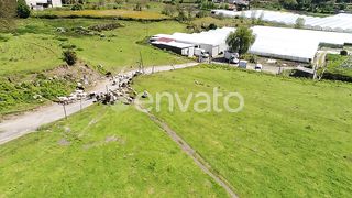 Life on the Farm: A Serene Portrait of Sheep Grazing in Pastoral Bliss