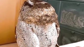 Funny owl