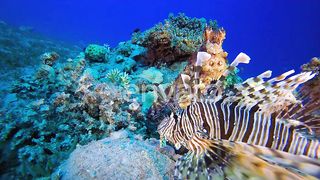 Underwater Wonders: Exploring the Red Sea with Octopuses and Lionfish