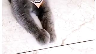 "Whisker Wonders: The Astonishing Intelligence of a Clever Cat"