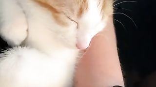 How to ACTUALLY make your cat love you