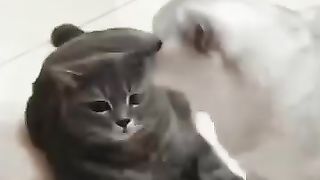 "Brawl to Harmony: Dog Mediates Epic Cat Clash!"