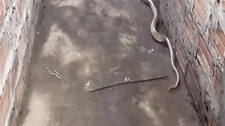 A chicken defending its young from a snake. Even the hen will remain a mother