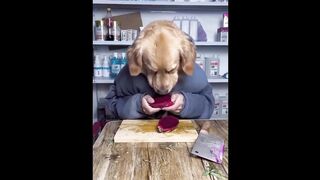 amazing funny cats and dogs video comdey 2024