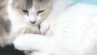 romantic cute cat