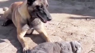 "Heartfelt Farewell: A Dog's Journey Through Loss and Love"