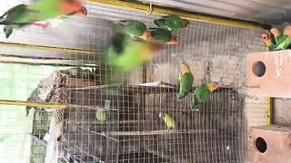 Very beautiful parrots ll climate