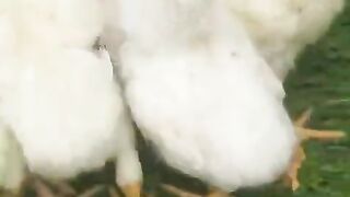 The little beaks on the green carpet
