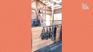 Funny horses