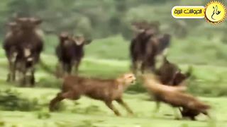 معارك مجنونة بين الحيوانات