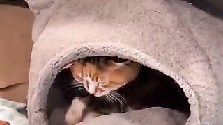 Van cat