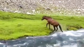 Wild horses in Afghanistan