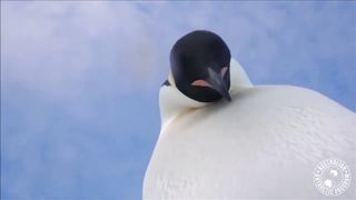 Curious emperor penguins investigate a wildlife camera.