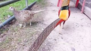 I present to you the Chinese Pheasant, otherwise known as the Pharaoh of birds