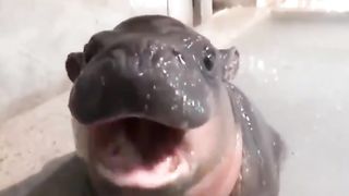 Just a baby Hippo.