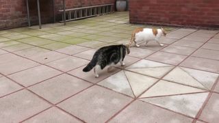 Cat Fight Compilation Video - 4K