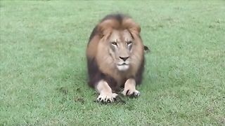 This Lion making biscuits.. ????  All cats have the same software, some just have larger hardware ????