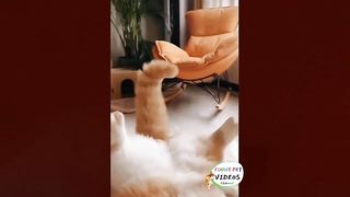 Musician Cats And Funny Dancer Dogs !