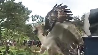 A Rescued Philippine Eagle Flies Free