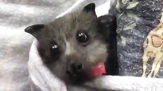 Little sky puppy eating strawberry