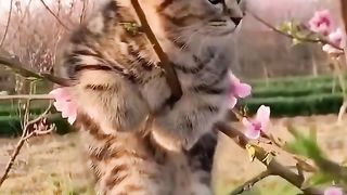 Tree bearing a cute 'fruit' ????