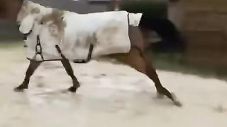 Bull thinks he's a showjumping horse