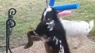 Goat safety is no joke
