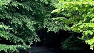 Beautiful nature is a delightful music