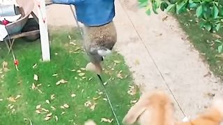 Rabbit funny movie