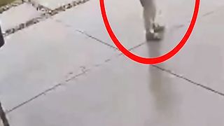 لما ملك الغابه يحب يسلم عليك