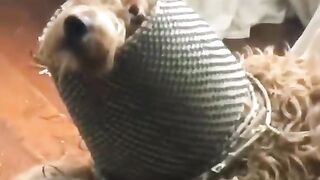 Cute Pets Compilation