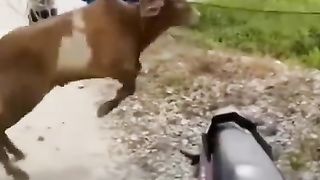 The cow went on a rampage until it dragged its owner