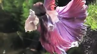 This is God’s creation, the Holy Quran