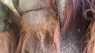 Orang utan eating ice cream