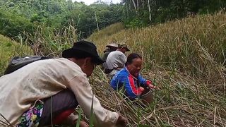 Panen padi