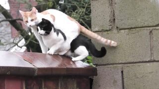 Crazy cats mating funny cats