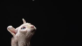"Pawsitively Adorable: Watch This Playful Cat Bring Joy to Your Screen!"