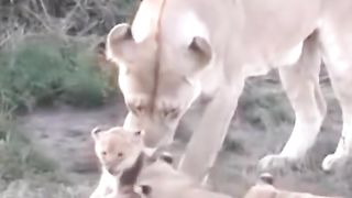 cute lion cubs