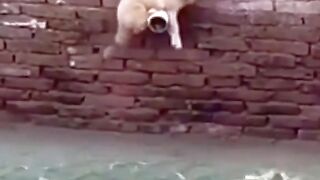 كلب يحاول النجاة من تماسيح