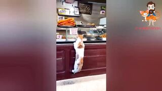 Funny moments with cats